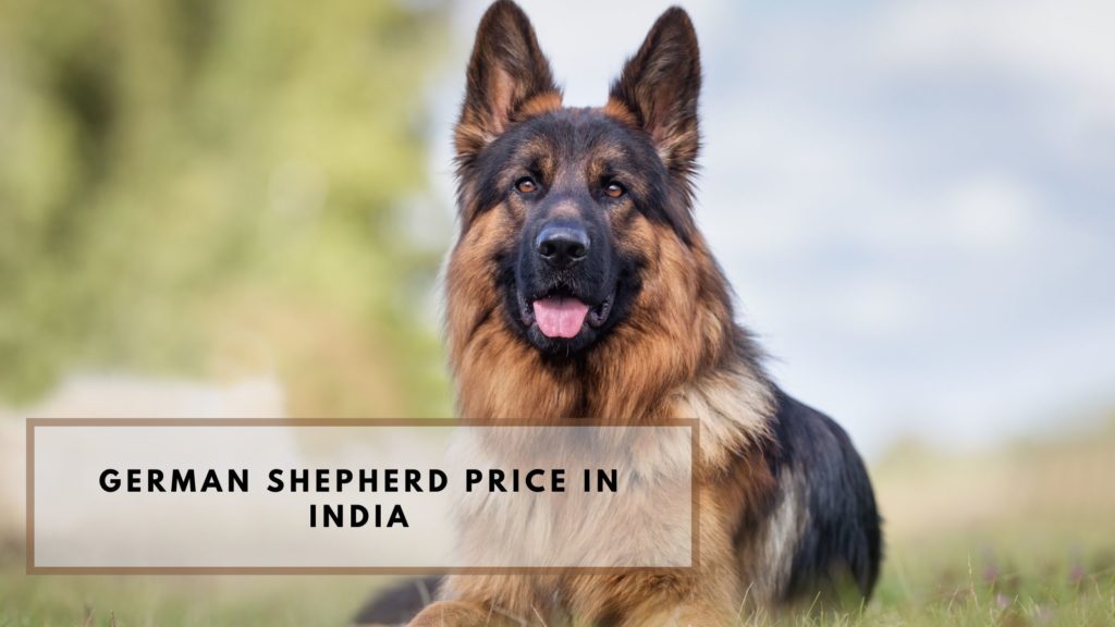 pix German Shepherd Dog Puppy Price In Bangalore german shepherd price in india 2021