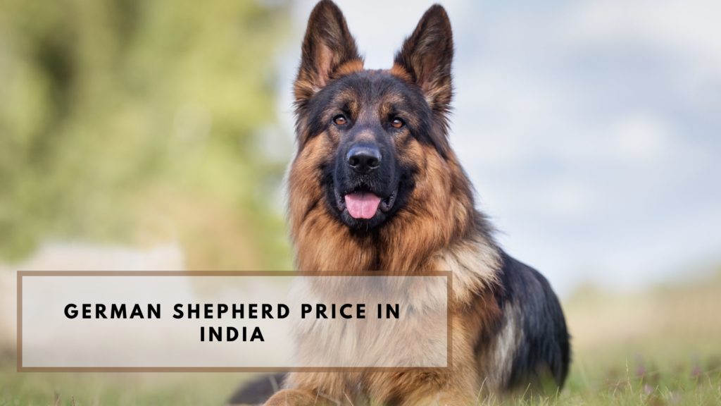 can german shepherd survive in india