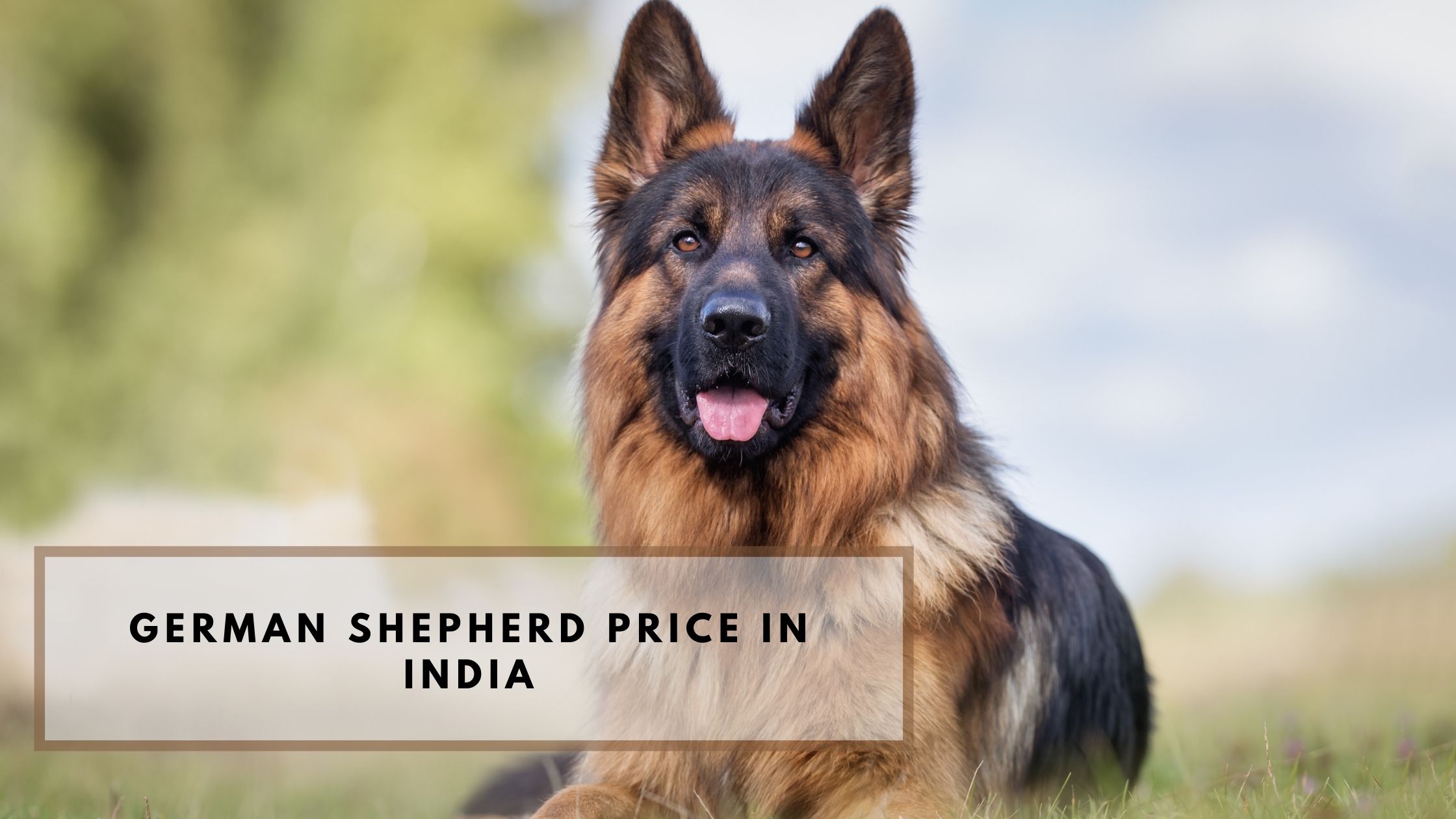 german shepherd price in india