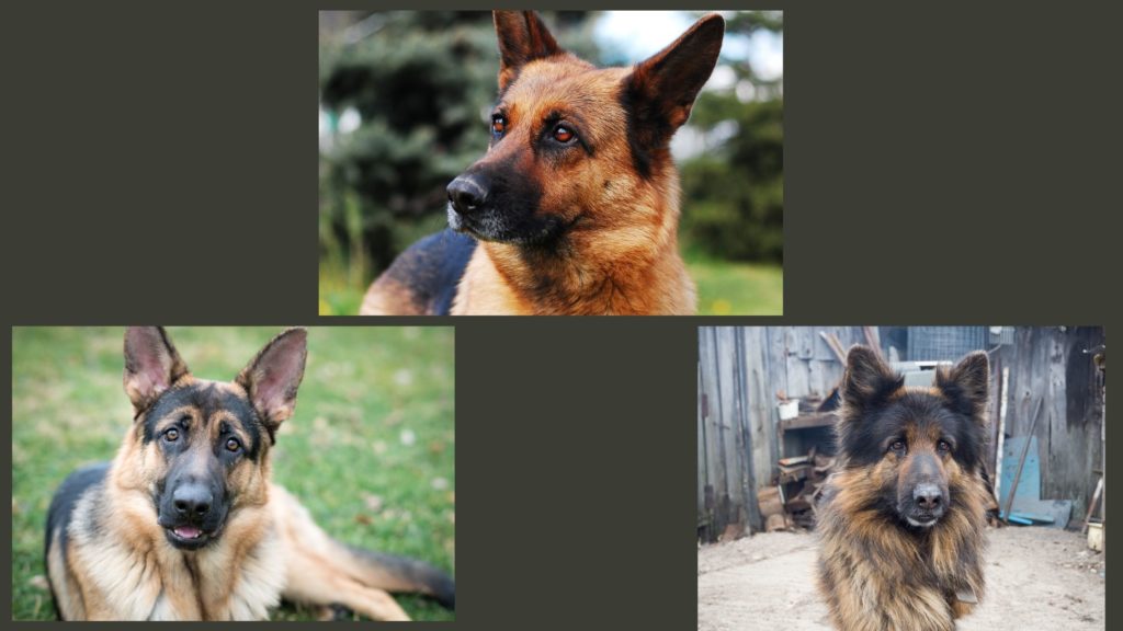 can german shepherd survive in india