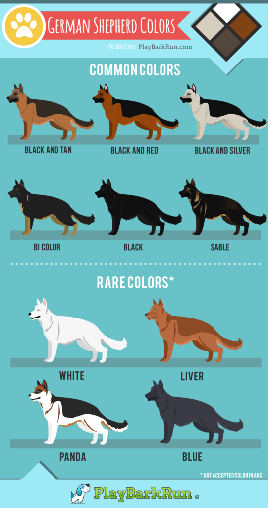 german shepherd price in india