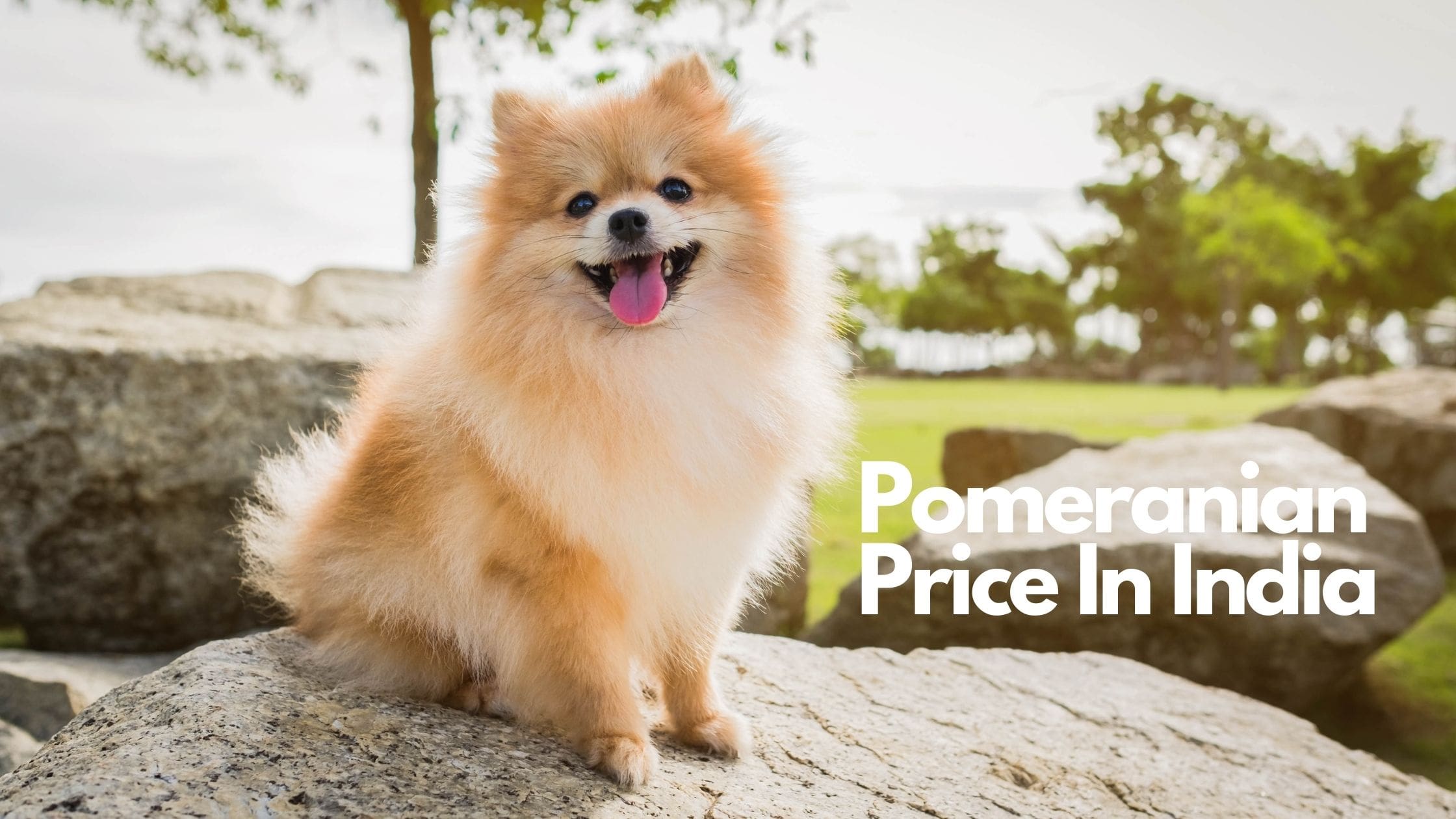 pomeranian dog price in india
