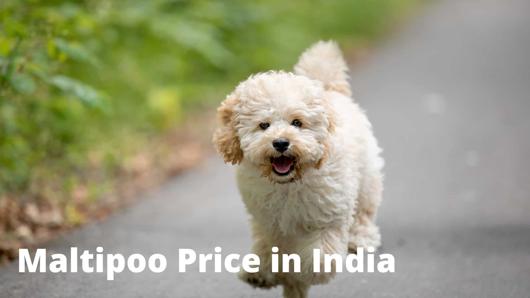 maltipoo price in india 2021