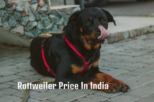 rottweiler price in india