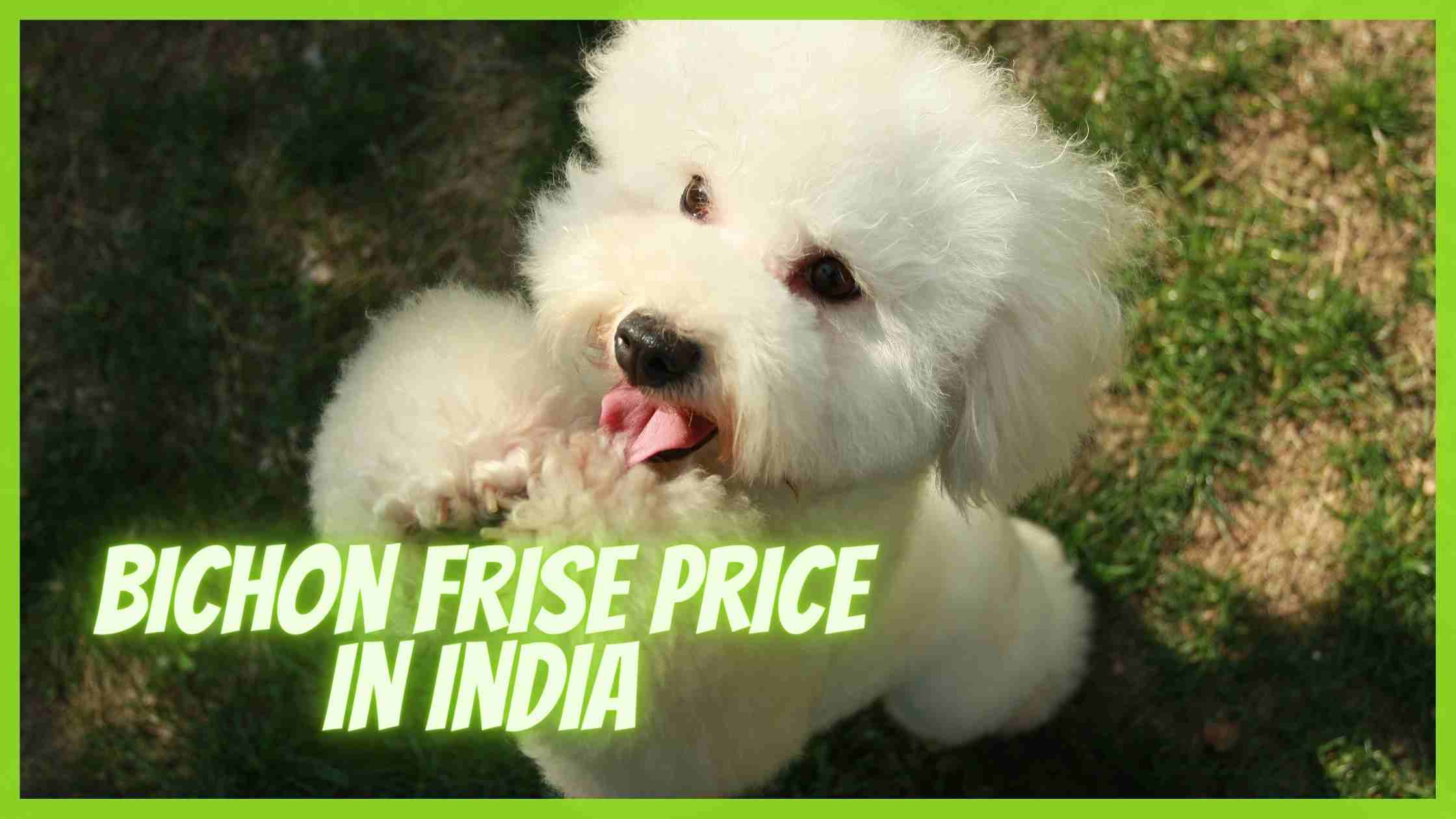 Bichon Frise Dog Price in India