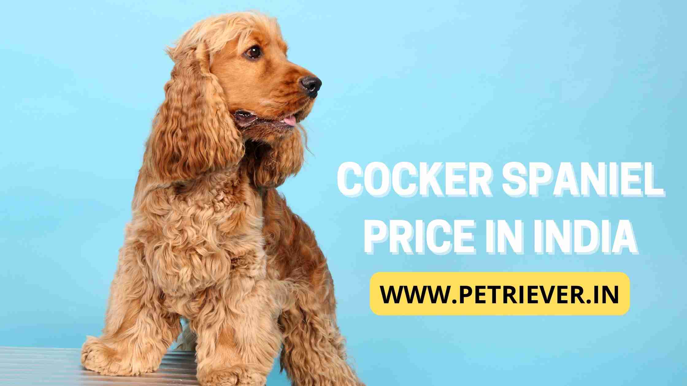 cocker spaniel price in india