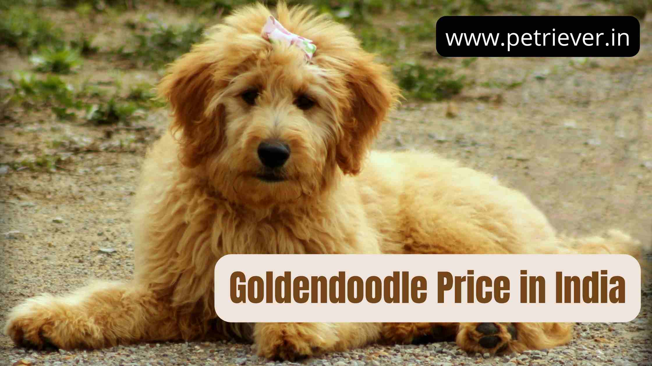 goldendoodle price in india