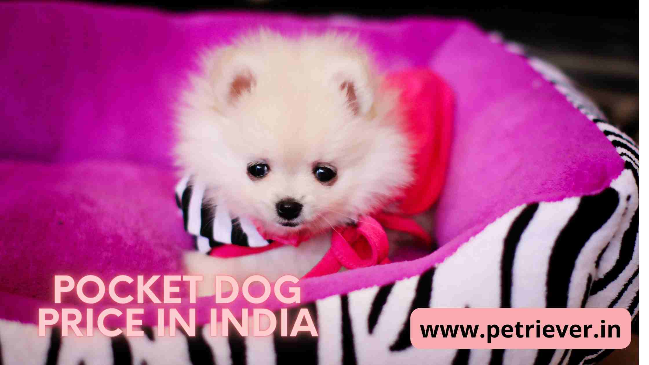 Pocket dog price in india